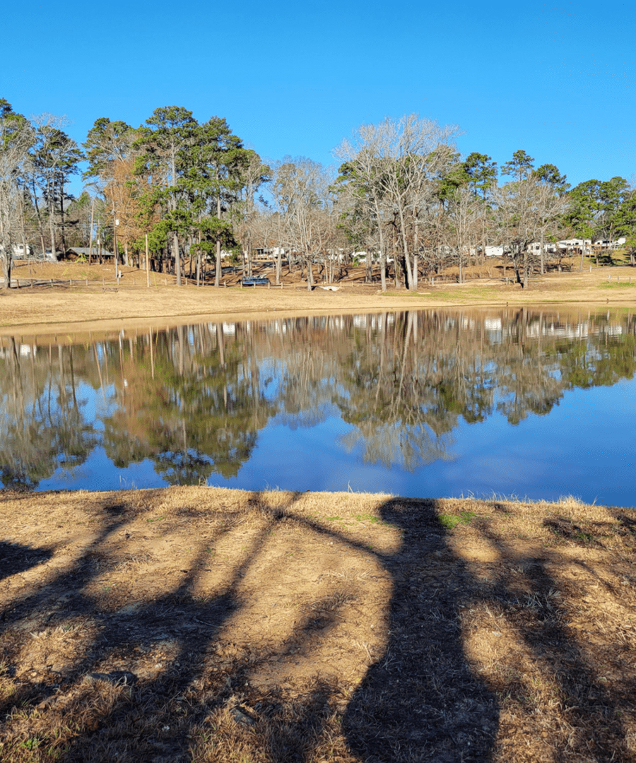 Tranquil pond with tree reflections