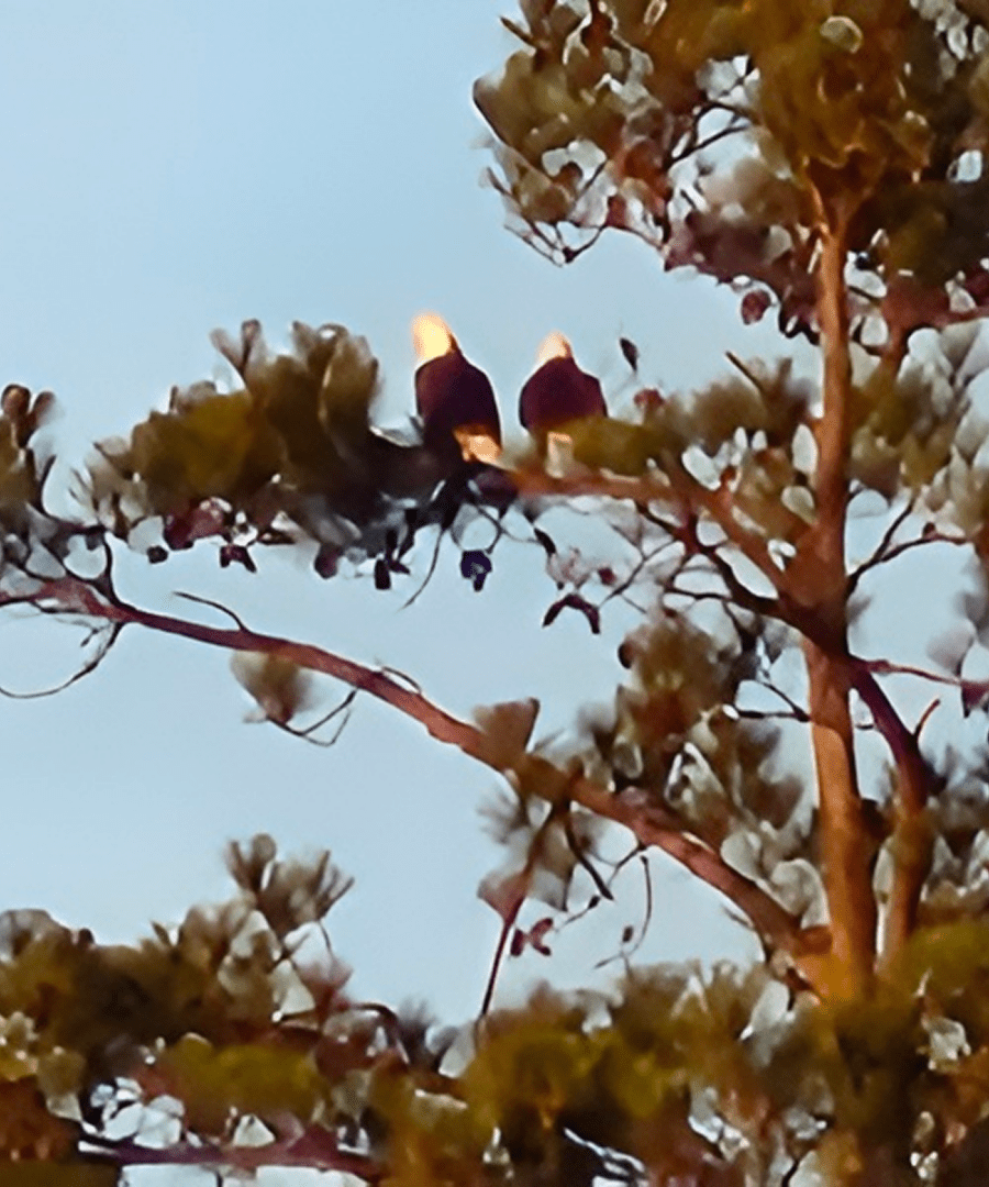 Birds resting in tall pine tree