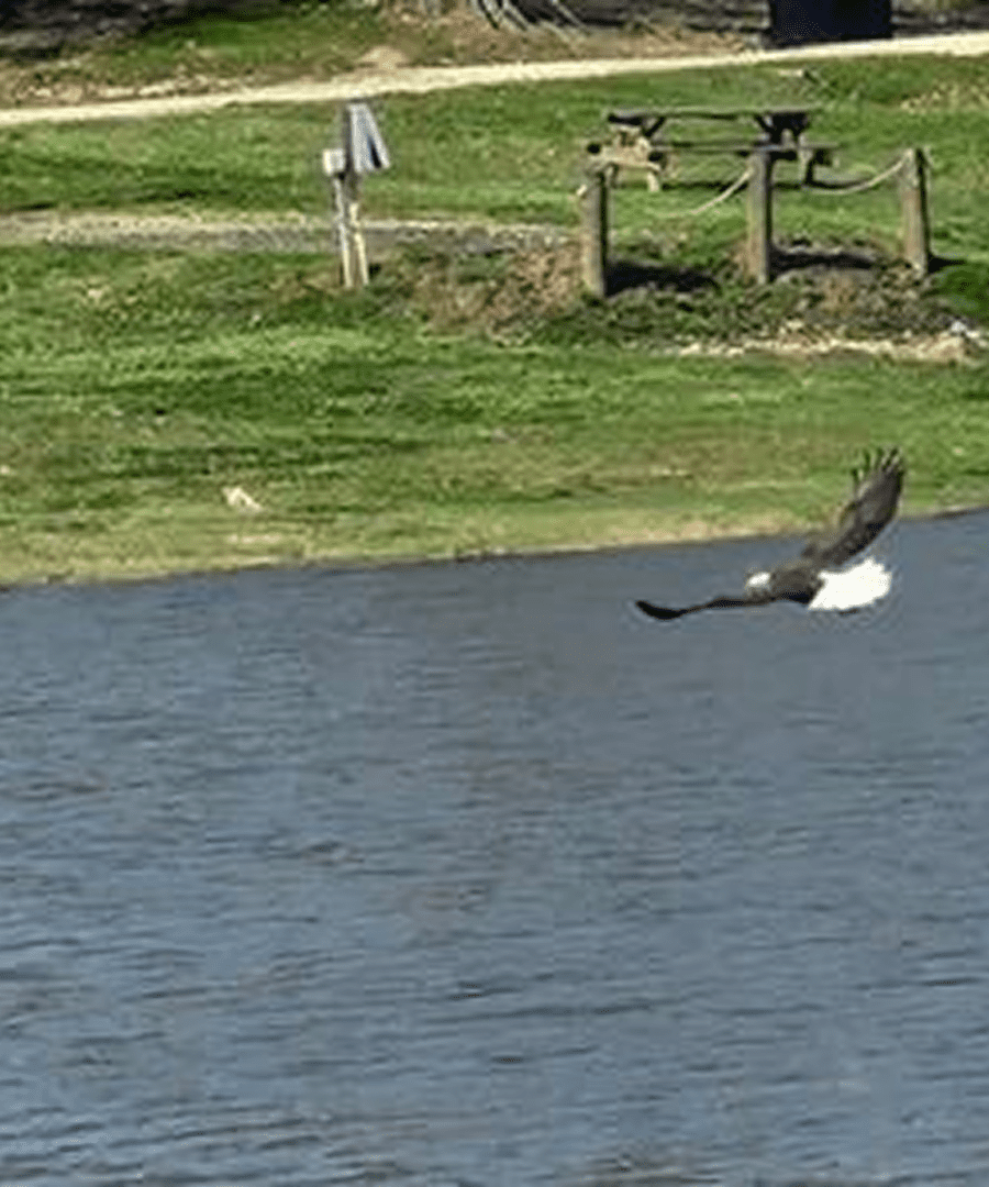 Eagle soaring near grassy shoreline