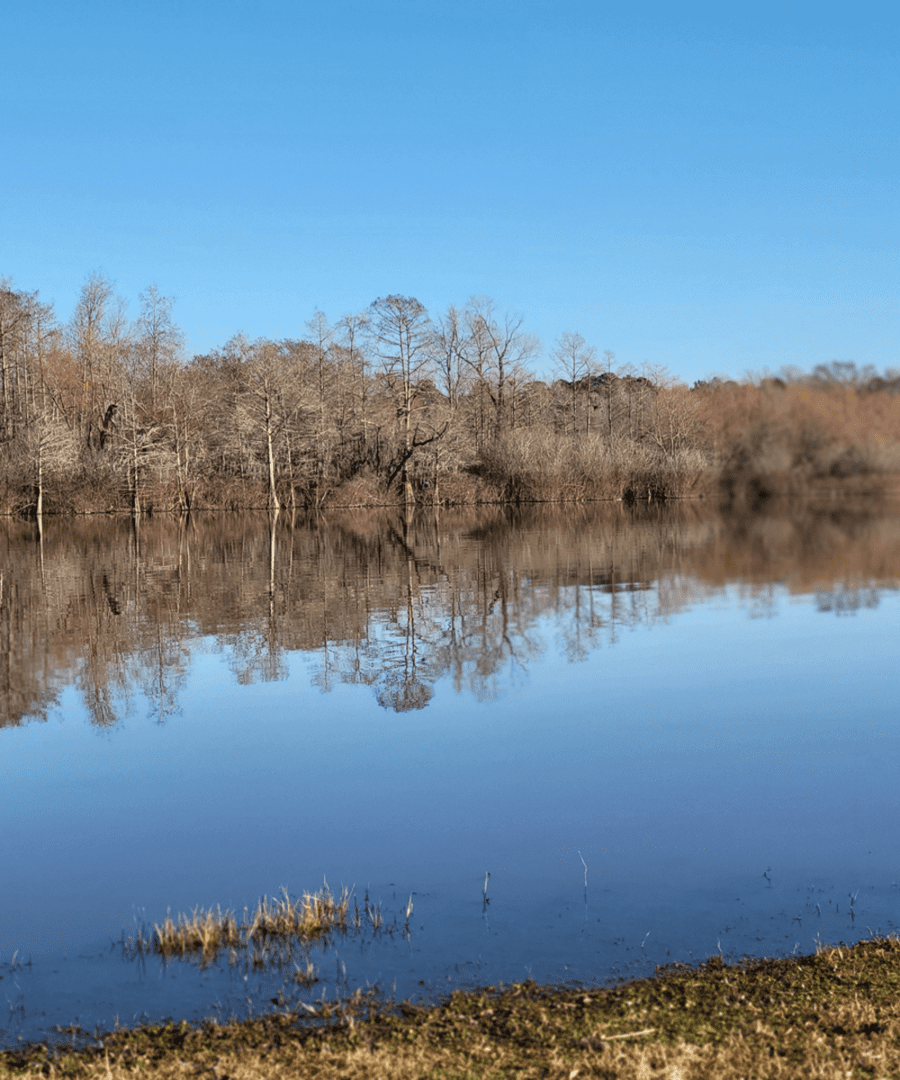 Serene lake and winter trees