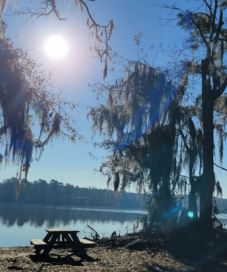 Moss-draped trees by water's edge