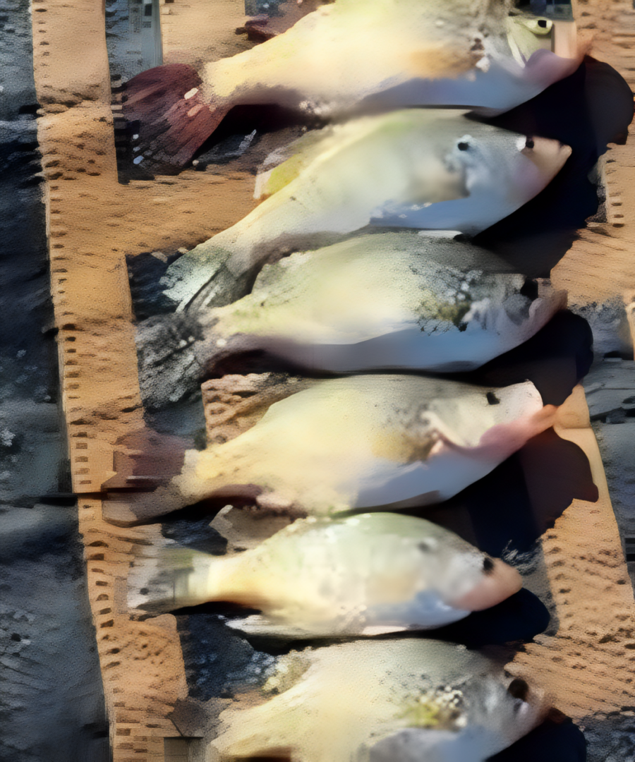 Freshly caught fish displayed on cardboard.